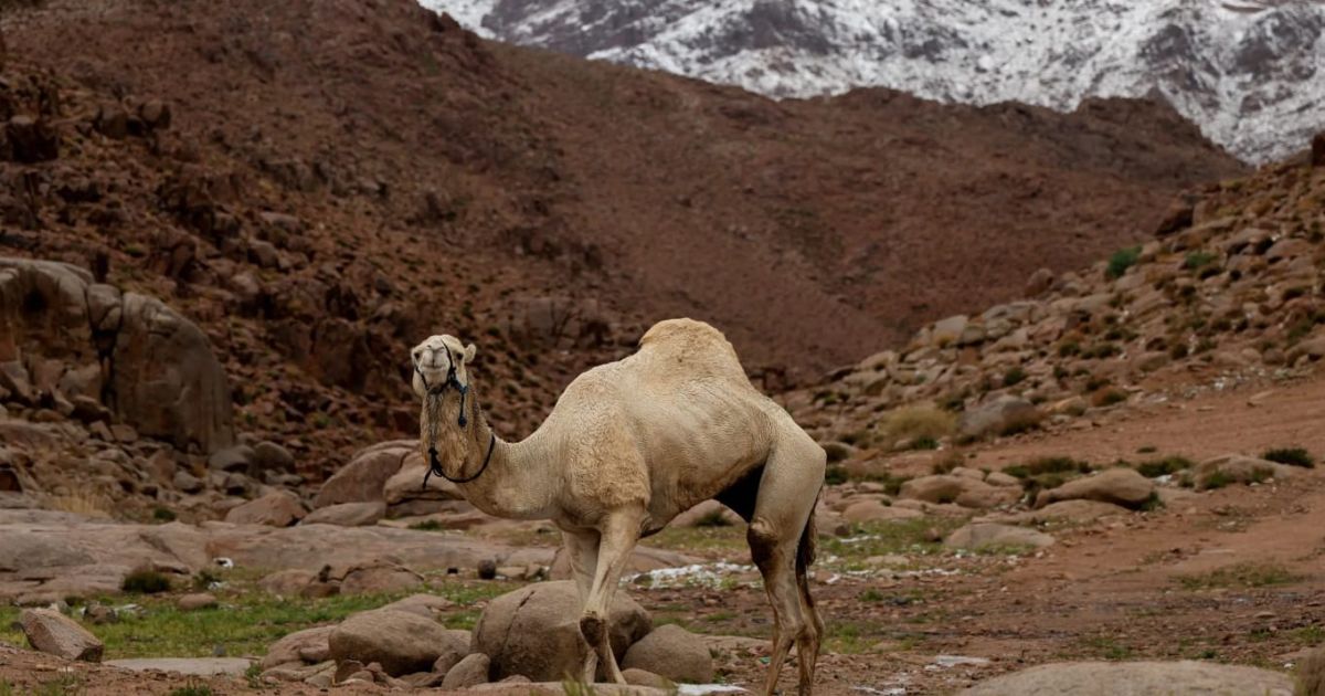 A camel stands with snow at the top of the highlands as background in Tabuk region, Saudi Arabia on Sunday, 22 March 2026 (Photo/Saudi Gazette)
